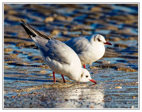 20230215 Mouettes Rieuse 001 La Truf Flickr