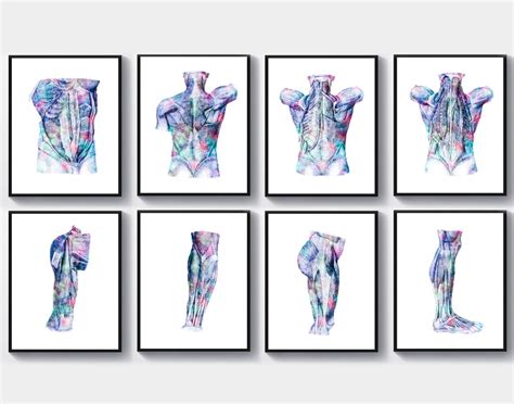 8 Watercolor Anatomy Art Muscular System Poster Surgeon T Medical