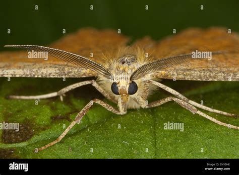 Orange Moth Angerona Prunaria Male Sitting On A Leaf Germany Stock