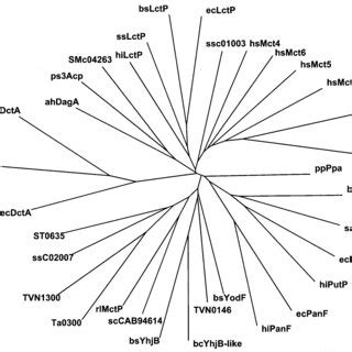 Phylogenetic Tree Indicating The Relationship Between RlMctP And