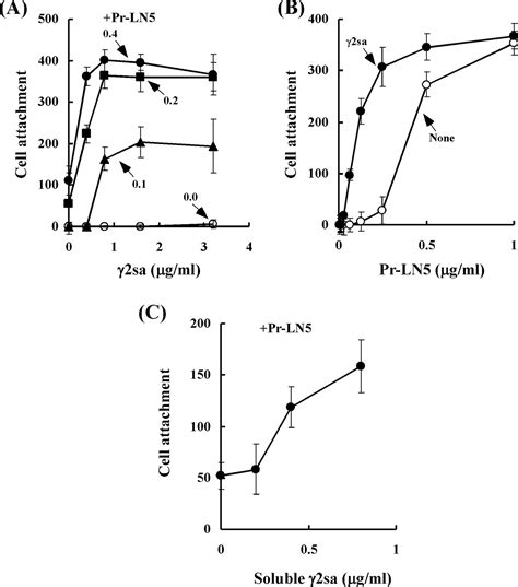 The Short Arm Of Laminin γ2 Chain Of Laminin 5 Laminin 332 Binds