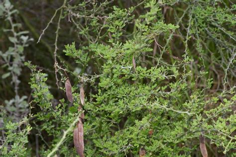 Texas Paloverde Search Native Plant Hub