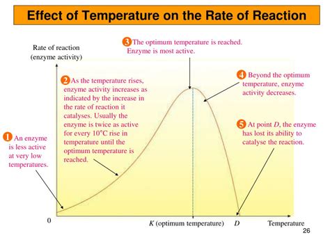 Ppt Chapter 5 Enzymes Powerpoint Presentation Free Download Id