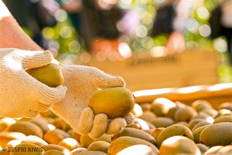 Eismaschine Mit Zespri Kiwis Gewinnen Kribbelbunt