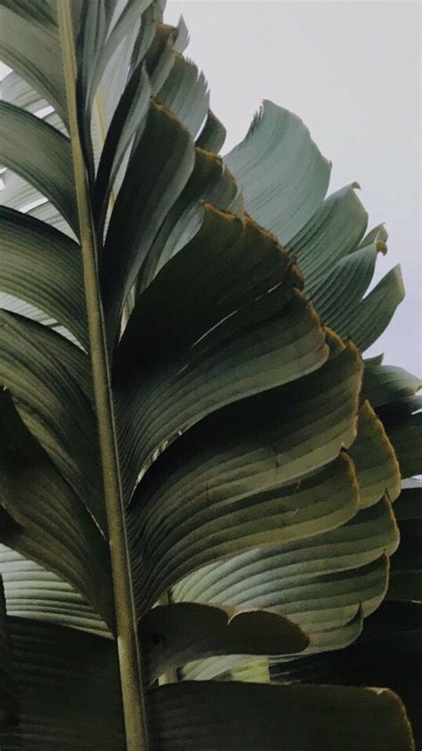 A Large Green Leaf Is Shown Against The Sky