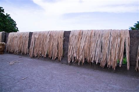 Premium Photo Golden Wet Raw Jute Fiber Hanging Under The Sunlight