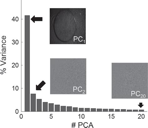 Relative contribution of the first 20 principal component to the total ...