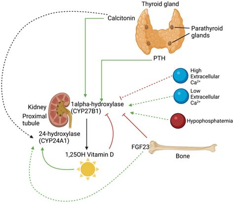 Parathyroid Hormone Feedback Loop