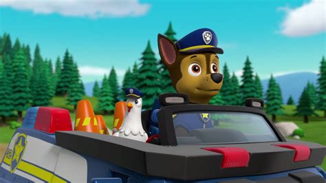 Paw Patrol Seizoen 6 Afl 13 Pups Redden Een Verwisselde Pup Pups Redden Een Weggelopen