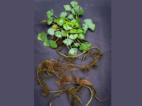 What Is A Water Chestnut Plant At Amanda Stapleton Blog