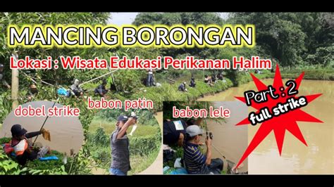 Part 2 Mancing Borongan Ikan Bawal Lele Emas Patin Nila YouTube