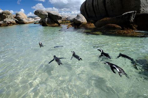 6 Unique Marine Animals Found on Australia’s East Coast