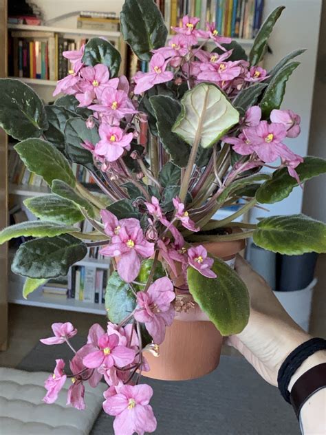 Mac’s Freckle-faced Redhead : r/AfricanViolets