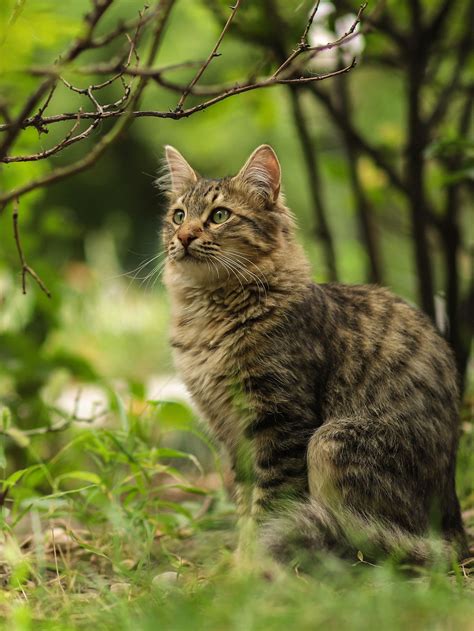 16 Pics Stray Cat Photos Brown Long Hair Cat With Small Eyes Cat