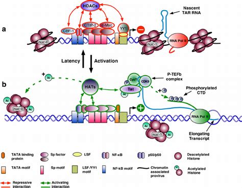 Hiv 1 Ltr Latency And Activation A In The Absence Of Cellular