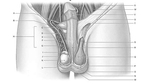 Male Reproduction Diagram Quizlet