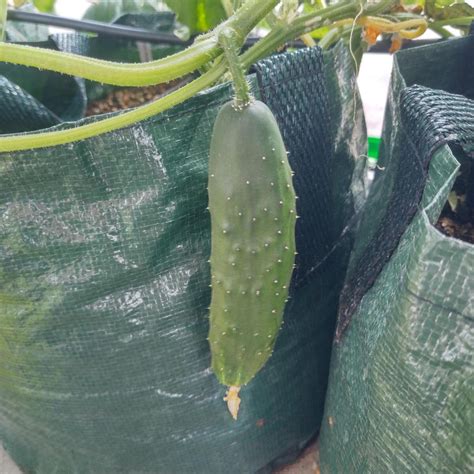 Cucumber Marketmore Cucumis Sativus Seeds