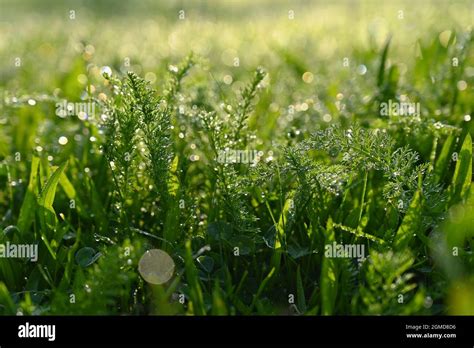 Beautiful Nature Background With Grass And Morning Dew Sunbeams Of The Morning Sun With Water