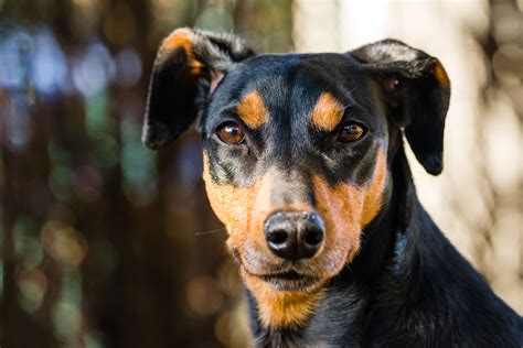 Pinscher Allemand Histoire Tempérament Espérance De Vie