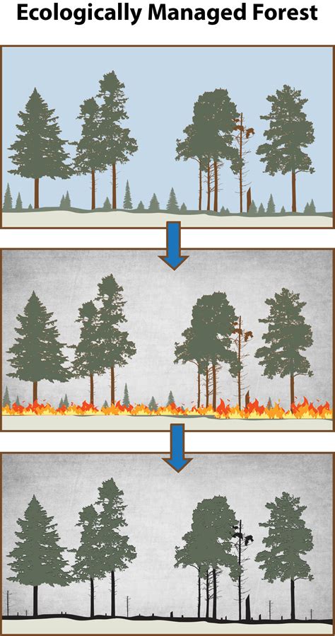 Forestry Management – Sacramento Regional Water Bank