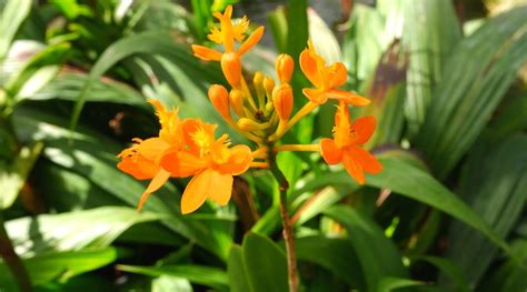 How To Plant Grow And Care For Epidendrum Orchids Epic Gardening