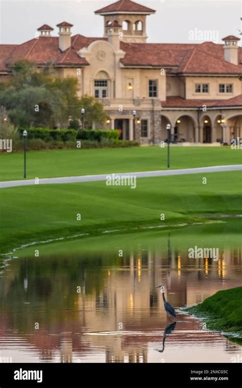 Ein Blauer Reiher Der Auf Dem Players Stadium Course Am Tpc Sawgrass In Ponte Vedra Beach