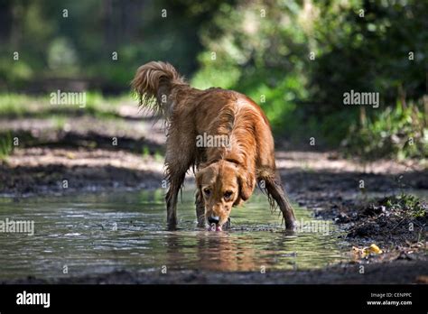 Dog Drinking Water High Resolution Stock Photography And Images Alamy