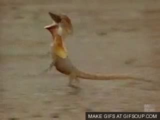 Hahahahaha Frill Necked Lizard GIF - Hahahahaha Frill Necked Lizard ...