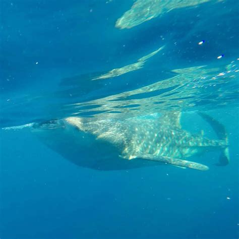 How to Ethically Swim with Whale Sharks in La Paz, Mexico