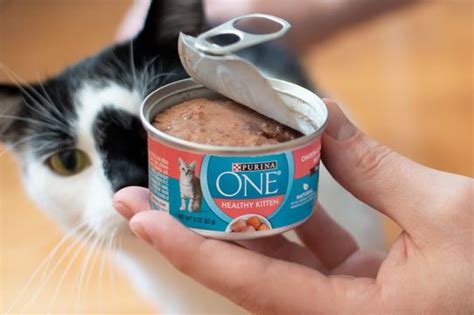 The 7 Best Wet Foods For Your Kitten In 2022