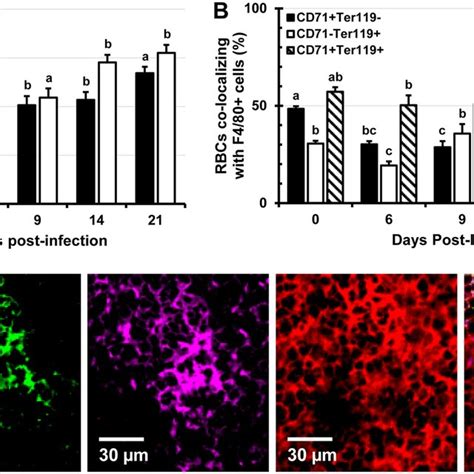 Colocalization Of Cd And Cd Lymphocytes With F Macrophages