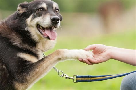 Qu Hacer Si Tu Perro Ladra A La Gente Redcanina Es