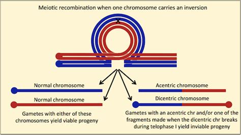 What is a balancer chromosome? - The Arrogant Scientist