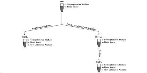 Sample preparation-flow chart. The sample preparation process included... | Download Scientific ...