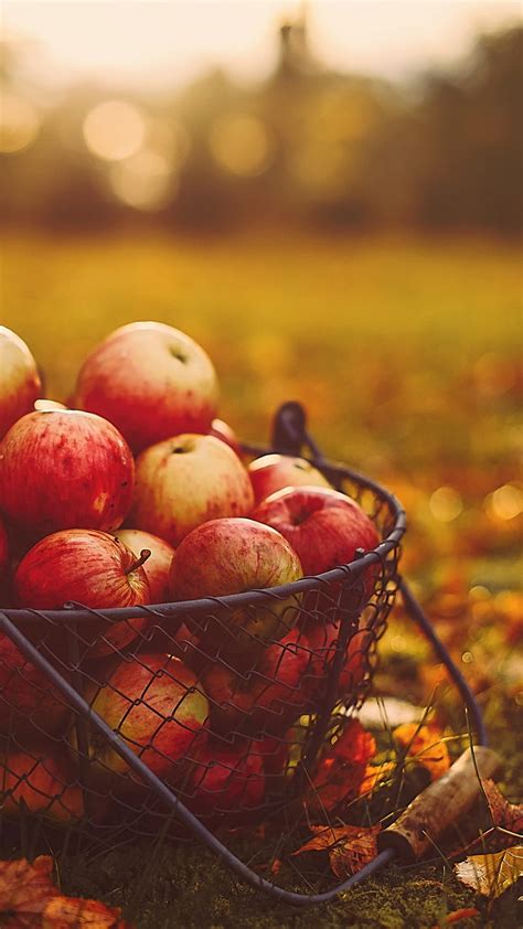 Apples In Basket Harvest Autumn Food Fruit Red Apple Apples In Basket Hd Phone Wallpaper