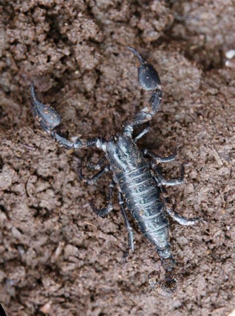 Asian Forest Scorpion Heterometrus Spinifer Indonesia Stock Image