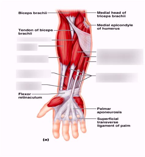 Anterior Lower Arm Muscles Diagram Quizlet