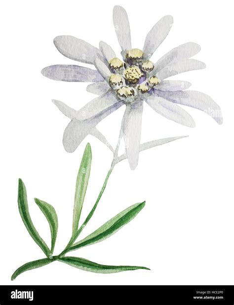 Edelweiss Flower Handmade Watercolor Painting Illustration On A White