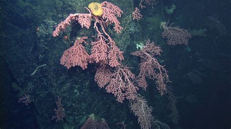 Bubblegum coral • MBARI
