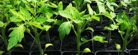 Рассада Мга, Массив Михайловский, Кировск | Занимаемся выращиванием ...