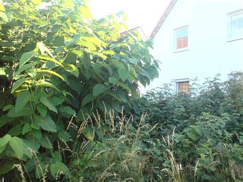 Has Your Surveyor Missed Japanese Knotweed What To Do 2022