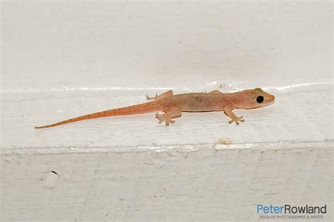 House Gecko - Peter Rowland Photographer & Writer