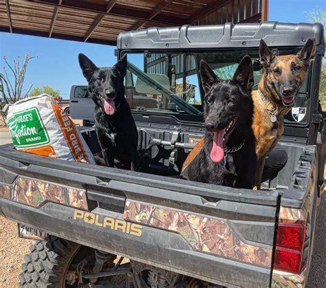 Animal lovers are praising paws near me for recent rescues 4