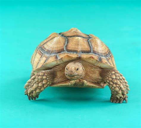 How To Tell The Gender Of Baby Sulcata Tortoises Cuteness