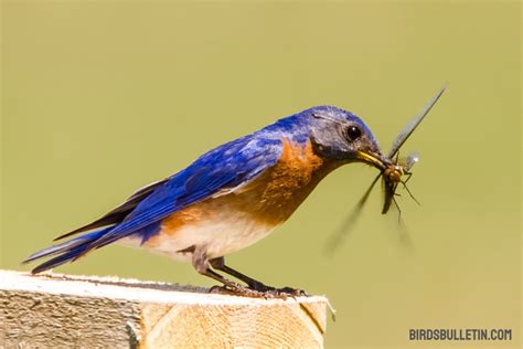 What Does Eastern Bluebird Eat? - Birds Bulletin