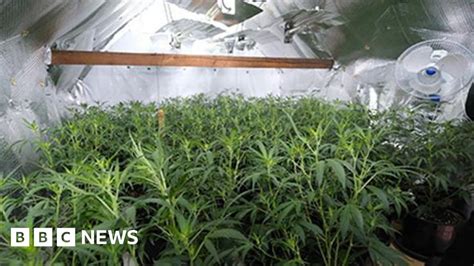 Cannabis Farm Discovered In Nottingham Loft