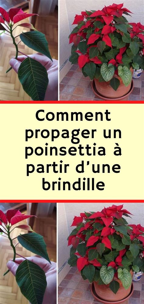 Three Pictures Of Poinsettia Plants In Pots With The Words Commente