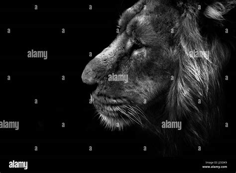 An alpha male lion on the prowl Stock Photo - Alamy