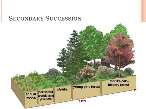 What Is Secondary Succession