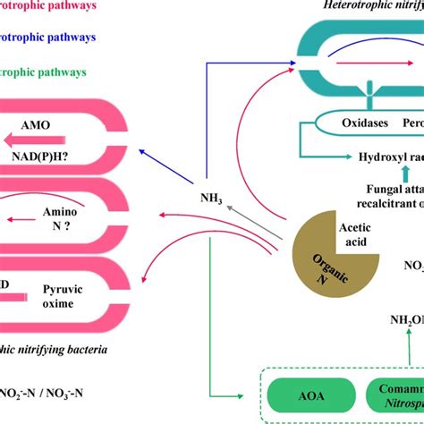 Putative Mechanisms Of Heterotrophic Nitrification Of Organic Nitrogen